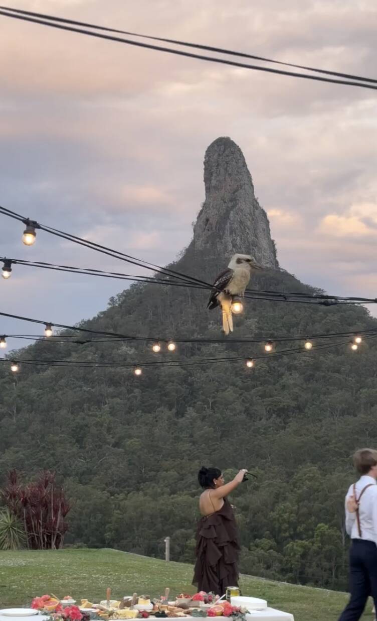 Wild kookaburra joins wedding and leaves couple convinced he's delivering a special message