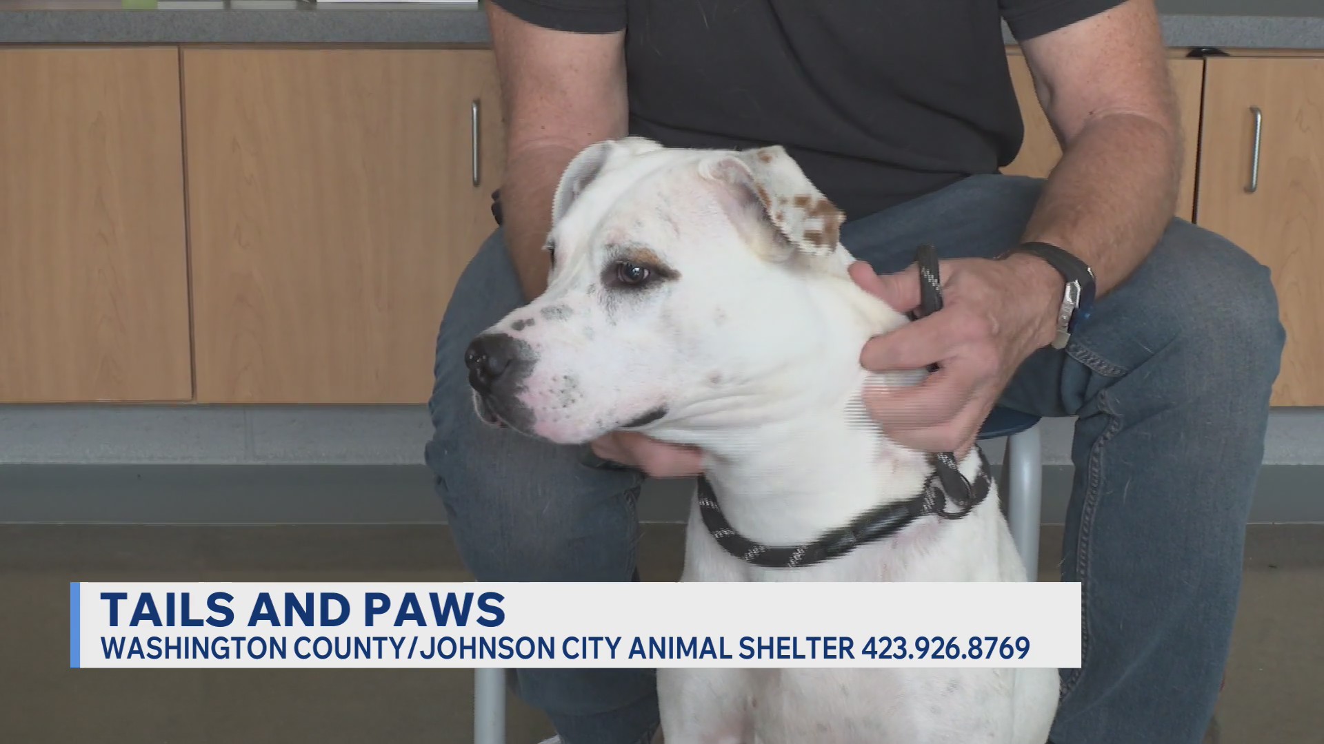 Scout and Azure need forever homes this weekend