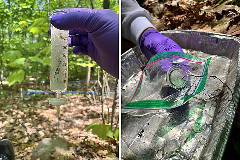 Climate warming can slow how tree roots feed soil microbes