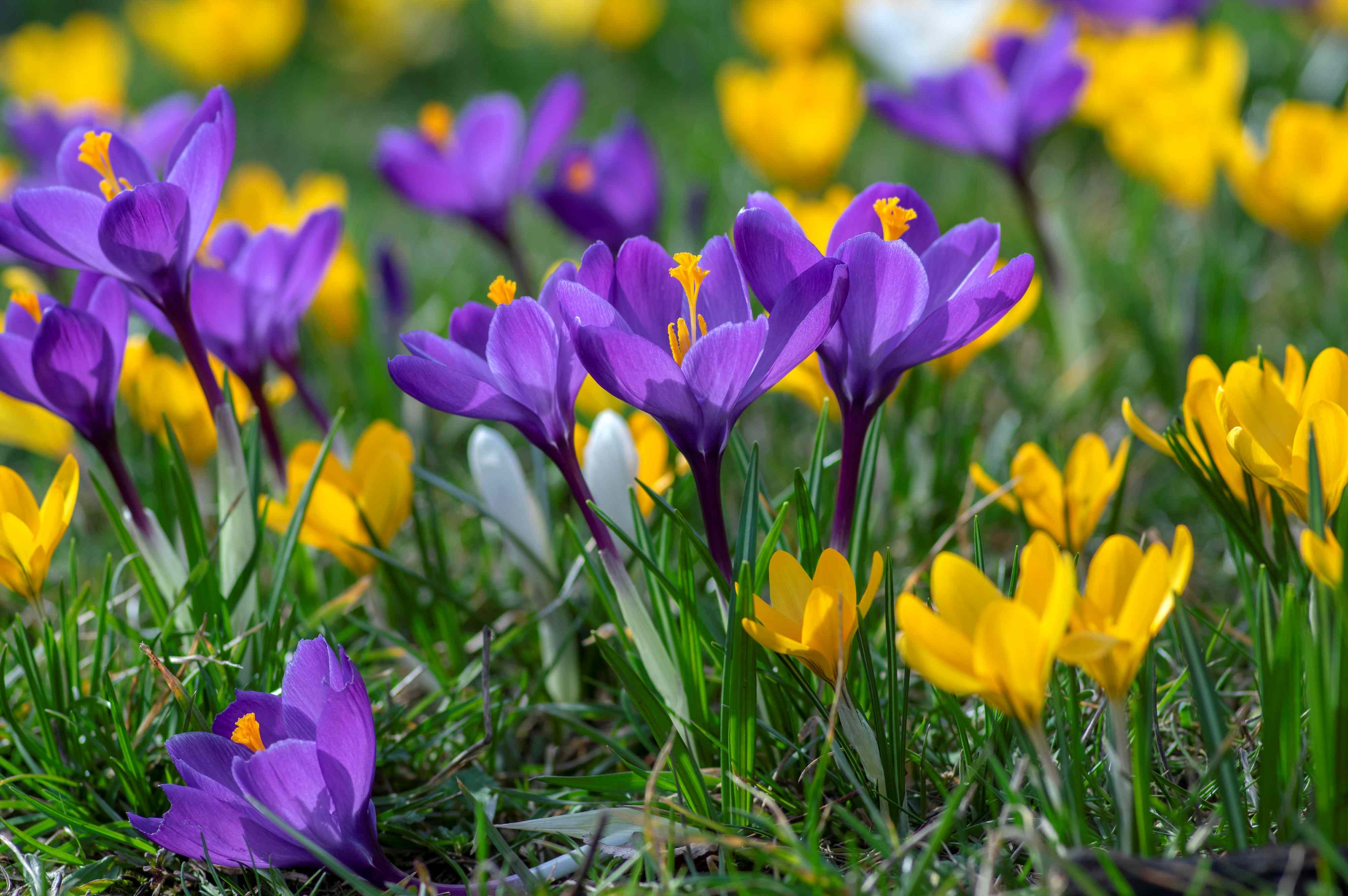 Planting bulbs in your lawn is the most overlooked way to boost spring ...