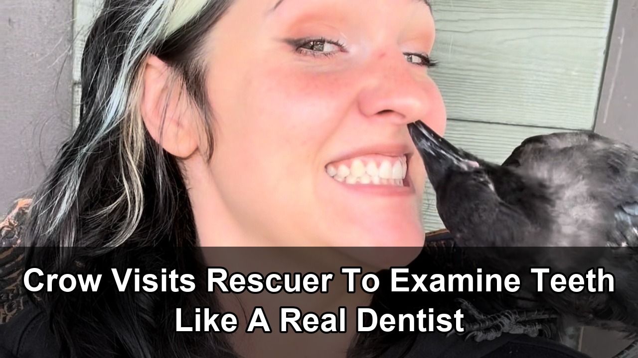 Young bird inspects rescuer's teeth in playful dental examination