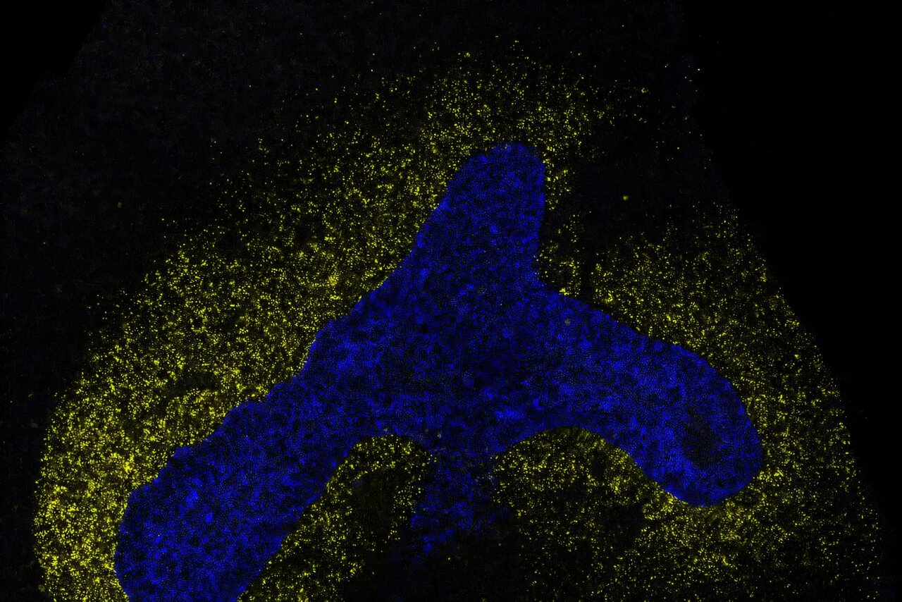 AI reveals a shared language guiding cell development