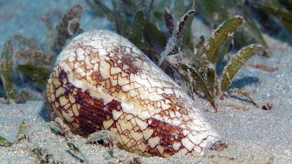 Cone snails shoot venomous harpoons at their prey