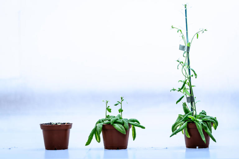 No DREAM, fewer offspring: Protein complex may play key role in plant ...