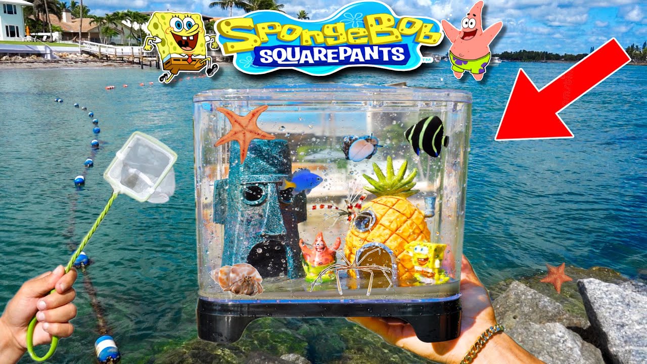 Bringing the SpongeBob aquarium to life with sea creatures!
