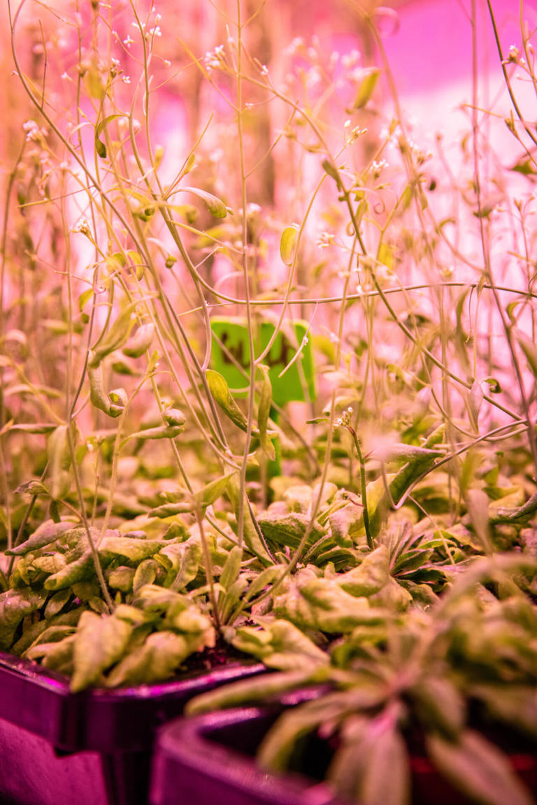 No DREAM, fewer offspring: Protein complex may play key role in plant ...