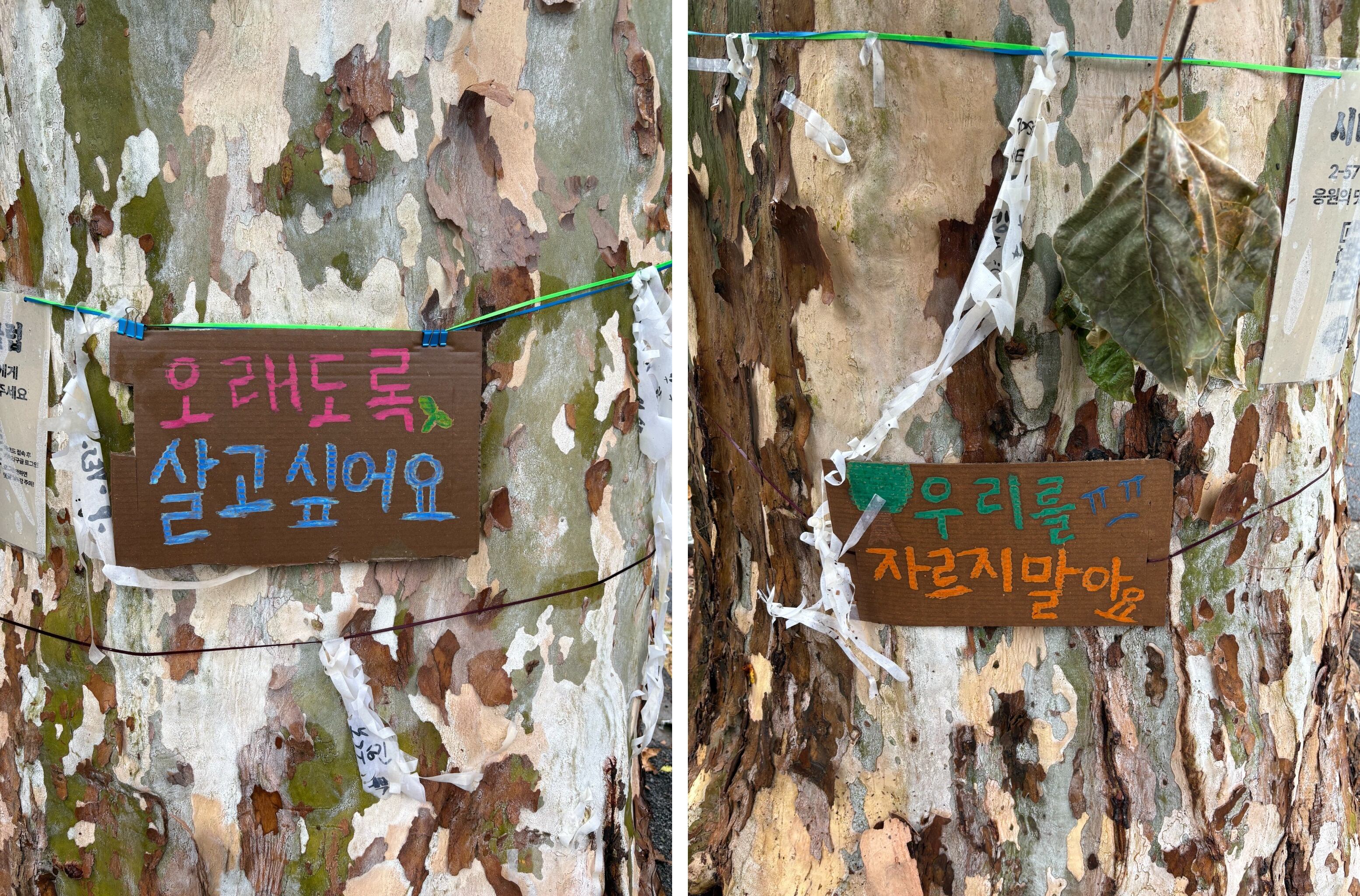 Seoul halts felling of 100-year-old plane tree amid safety debate