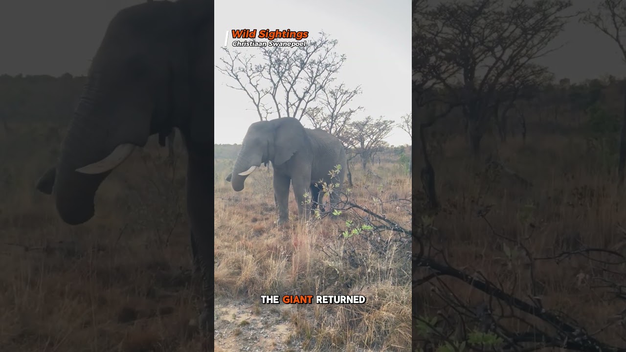 Elephant in musth chases safari jeep down road 🚨