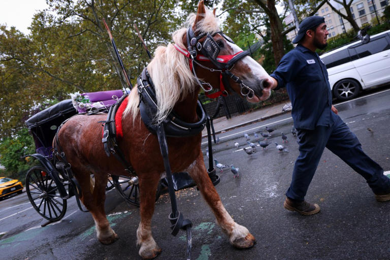 Horse-drawn carriage drivers accuse Mamdani, Menin of hypocrisy for ...