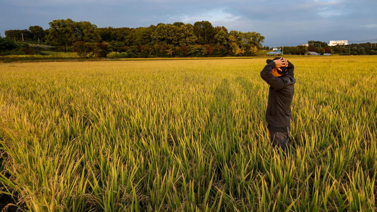 Farmland prices halve, transactions stall amid government audit