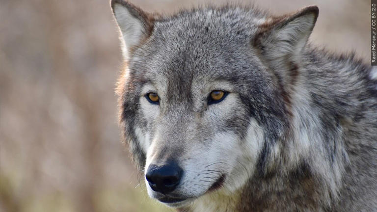 Wisconsin Wolf Advisory Committee weighs payment shortfall for wolf ...