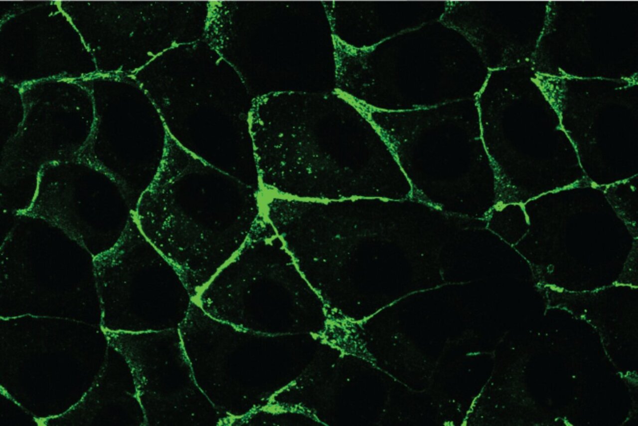 Finding their sense of direction: Cell movement helps tissues establish ...