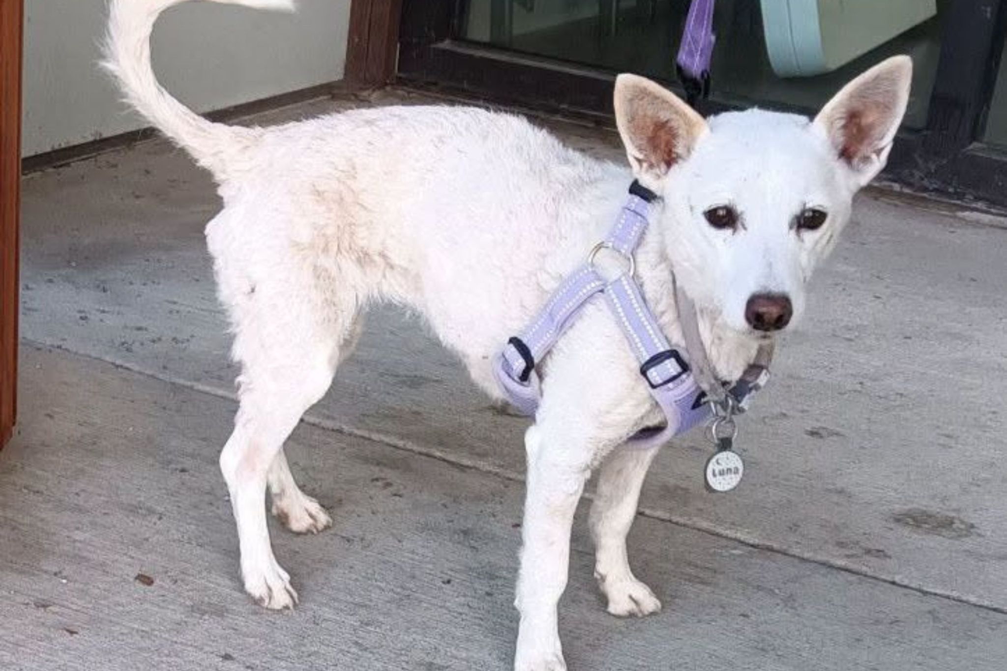 Lost dog survives month in national park filled with coyotes