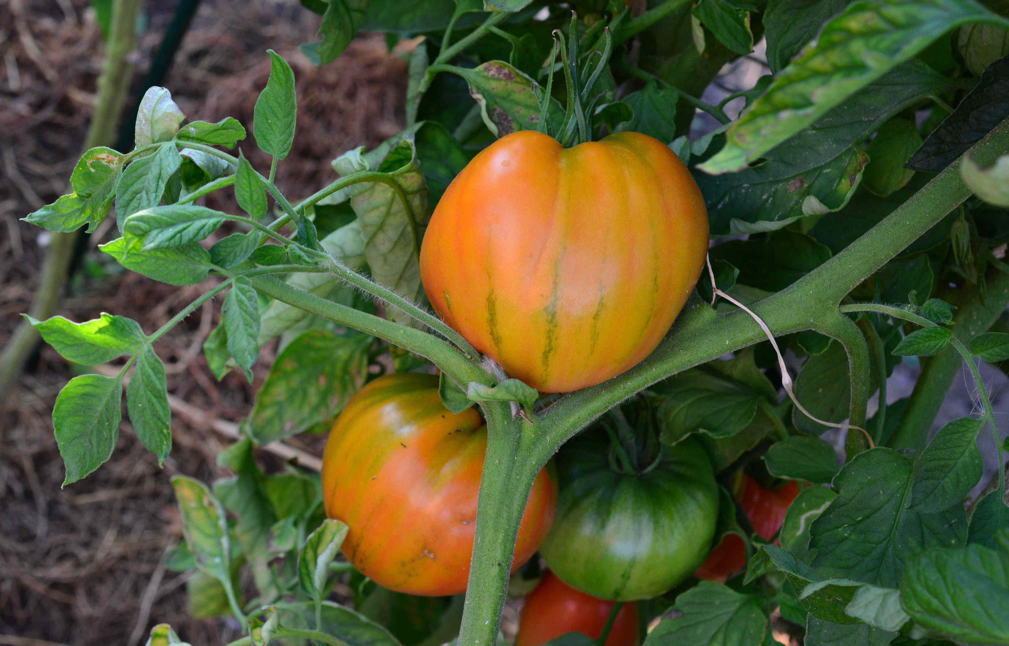 How to know when your tomato plants are officially done for the season