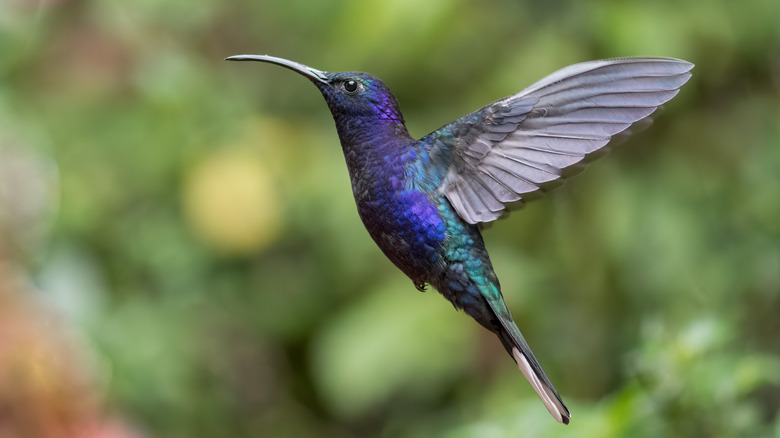 The secret to attracting hummingbirds next spring? Plant this flower ...