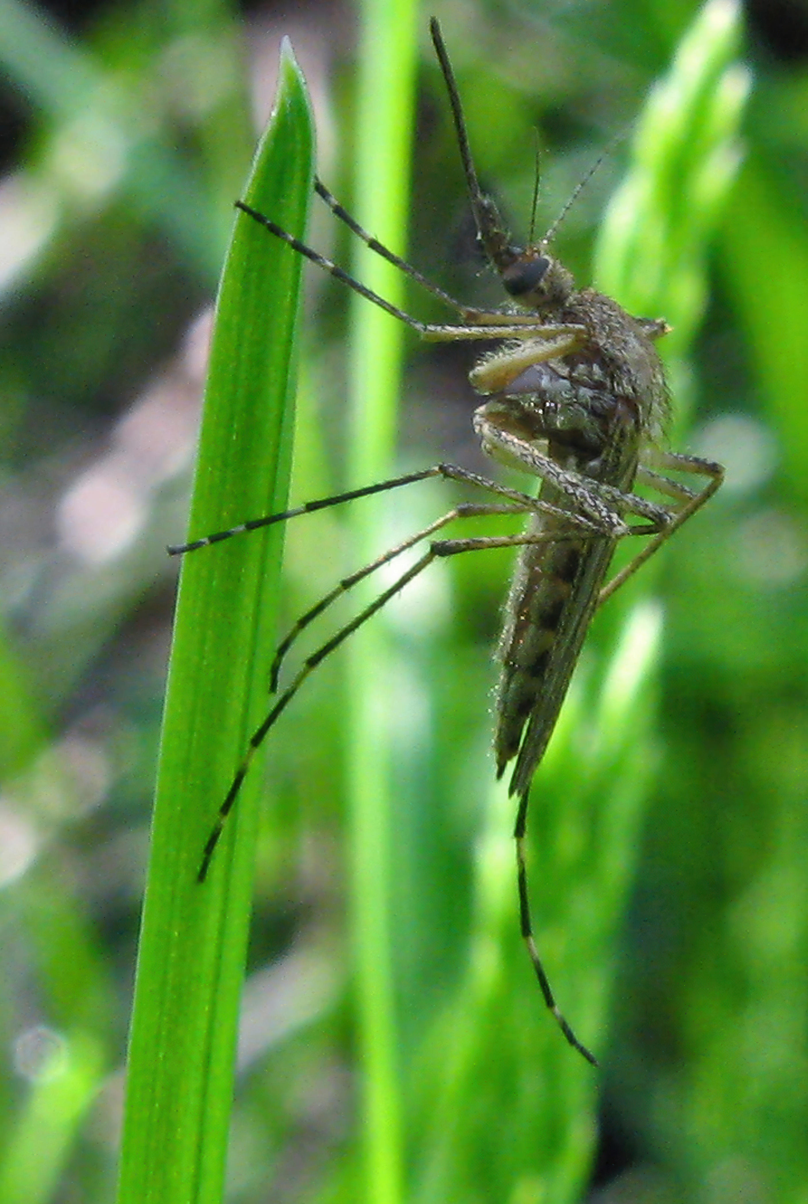 West Nile virus found in mosquito near New Bedford Business Park