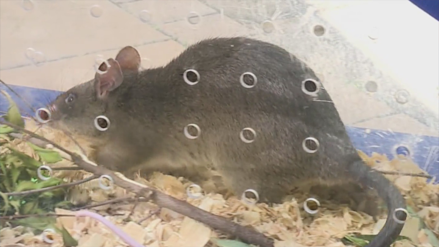 The North Carolina Zoo’s giant African pouched rats aren’t quite as ...