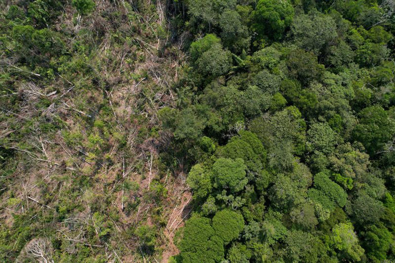 Deforestation in Brazil's Amazon falls to all-time low
