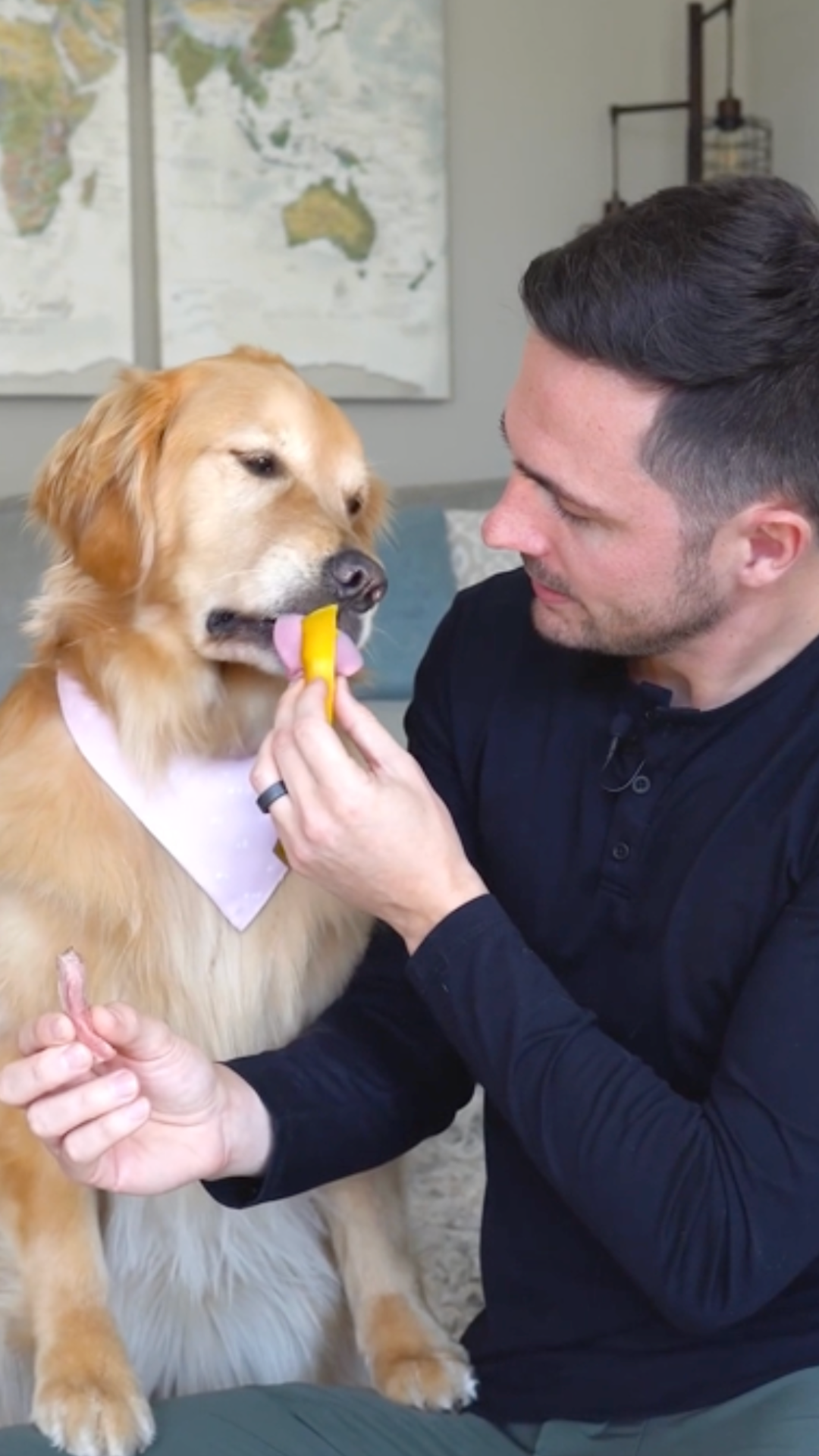 A golden retriever decides: lamb or mango?