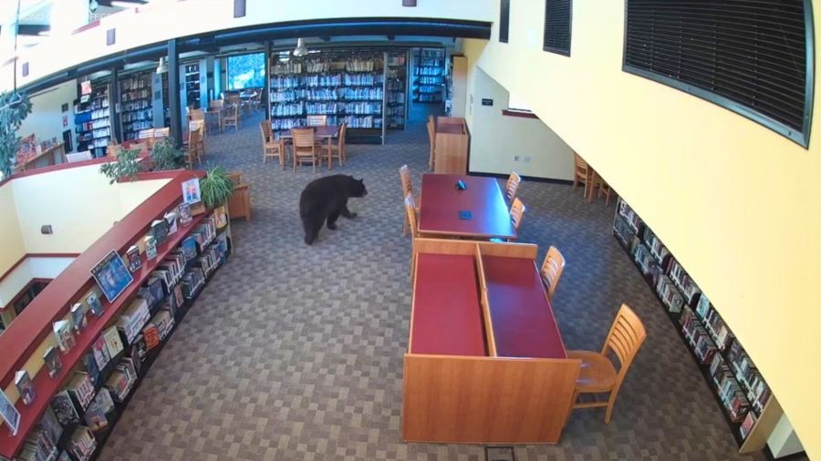 Watch: Bear caught on camera wandering through library