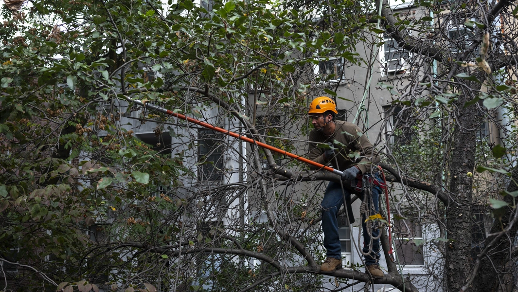 Seasonal tree pruning tips and safety