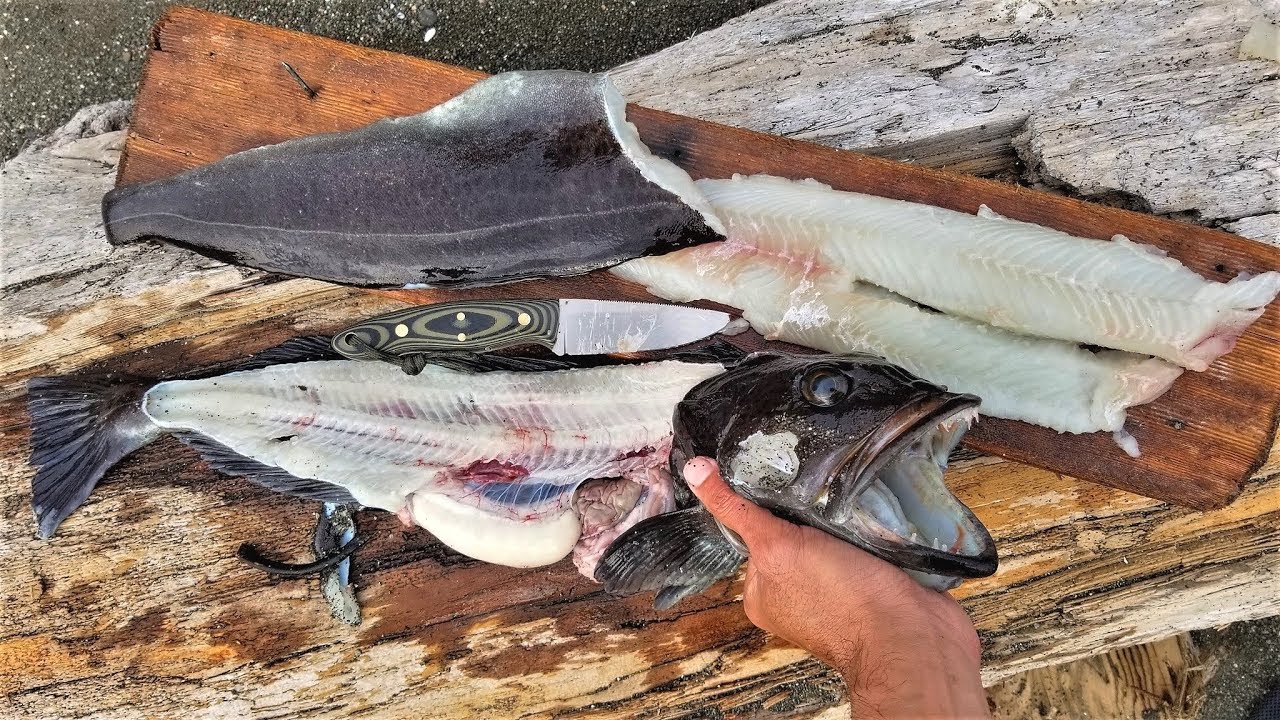 Finally! Lingcod catch and cook! Dangerous fishing trip