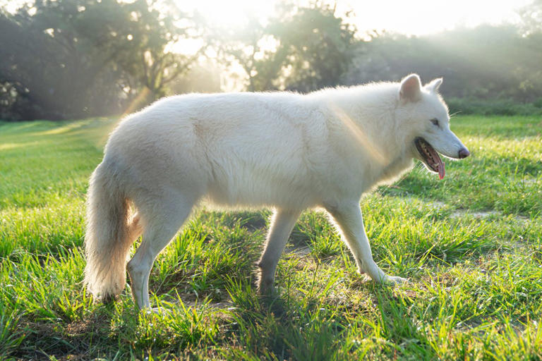 Gene-edited dire wolves brought back from extinction get their year 2 ...