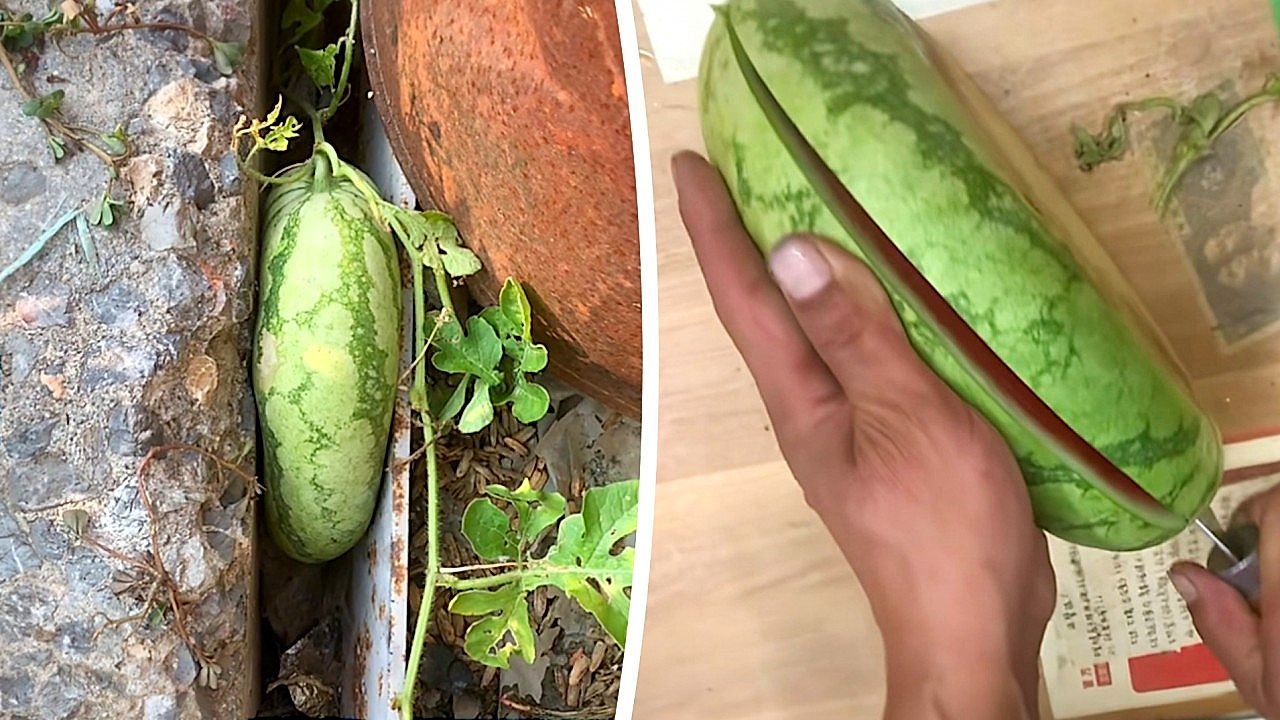 Watermelon grows pancake-flat and reveals a surprising shape inside