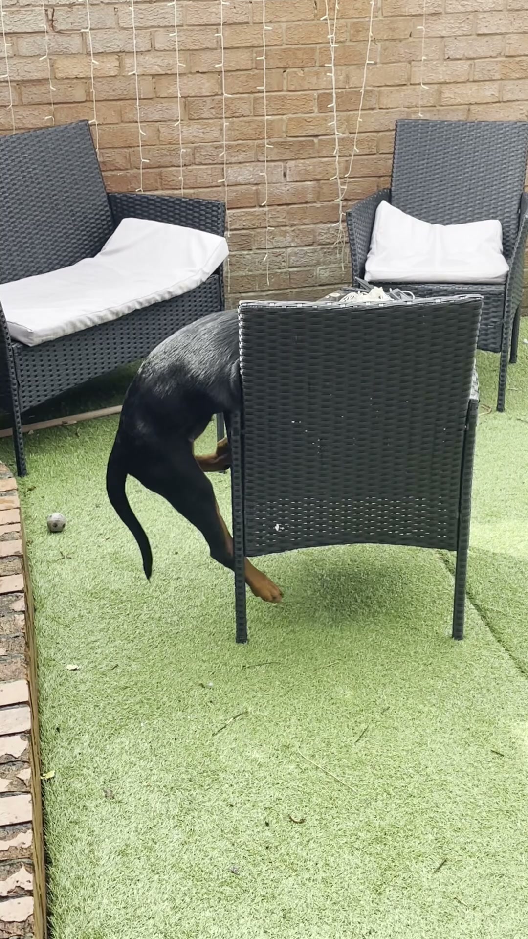 Rottweiler puppy is showing off its personality!