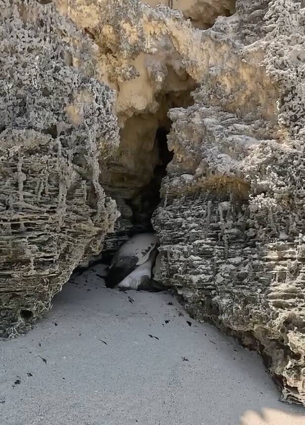 Beachgoers find giant turtle wedged between rocks and realize she's alive