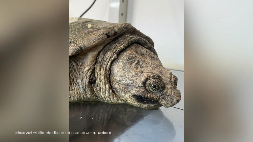Decades-old snapping turtle dies after kids bludgeoned him with stones ...