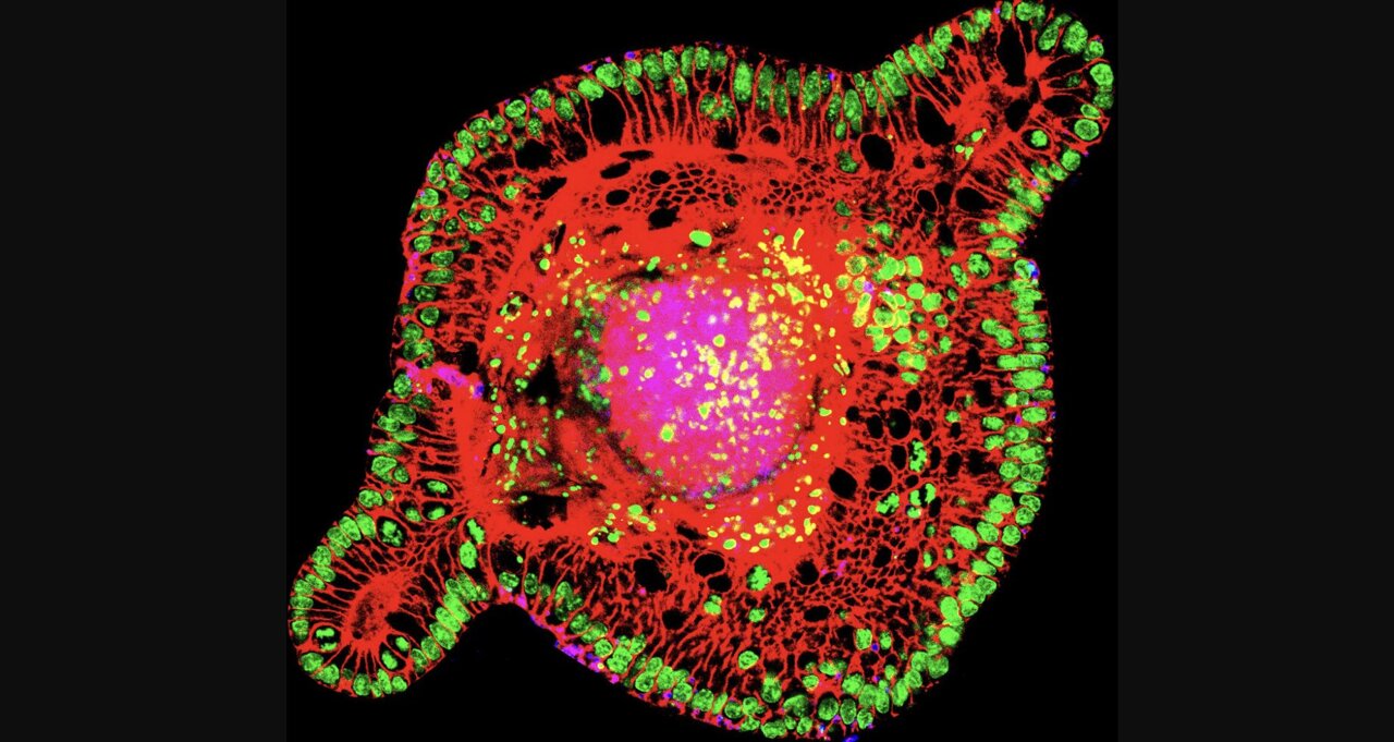 Scientists discover cell division does more than make new cells: It ...