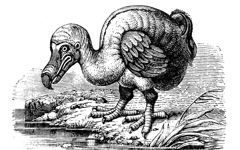 Nicobar pigeon key to AI-led dodo revival effort