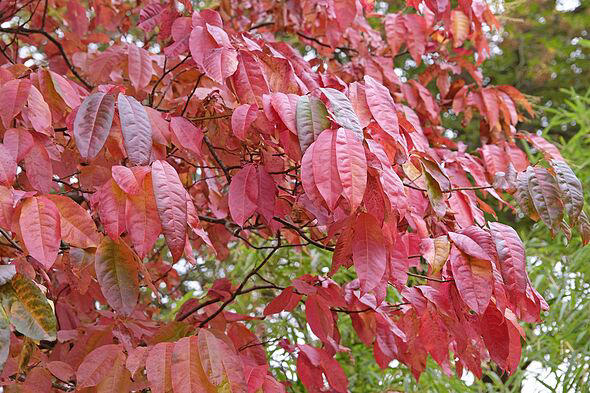 Ditch Japanese maples for spectacular red tree that looks prettier all ...