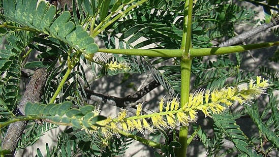 In Kenya, a tree planted to halt desertification has reportedly spread ...