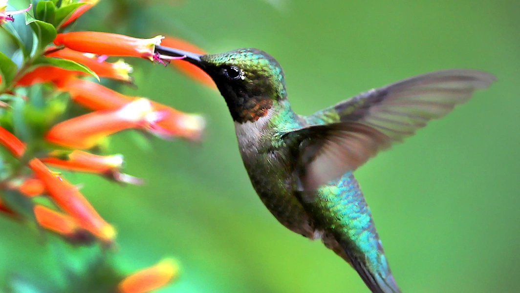 Reducing hummingbird feeder aggression