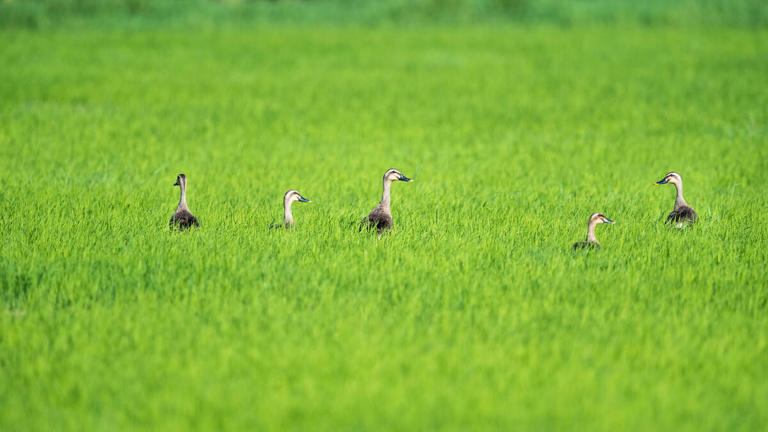 The rice in your pantry may have helped rescue a duck. One farm has ...