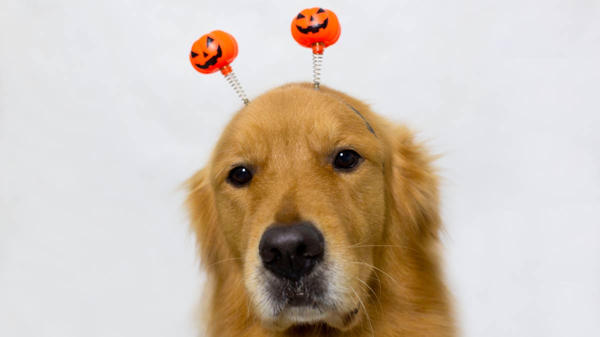 This golden retriever is convinced her family’s ghost decoration is a ...