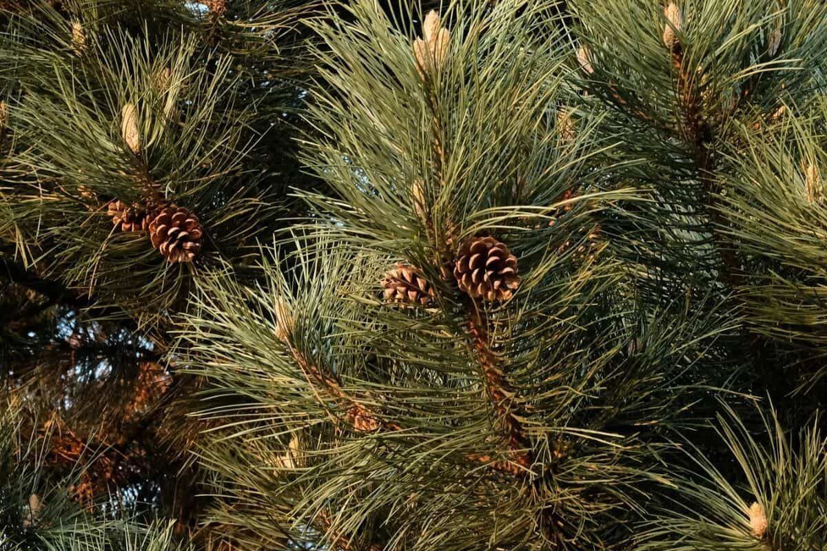 Pollen alert: Pine dominates as allergy season continues in SA