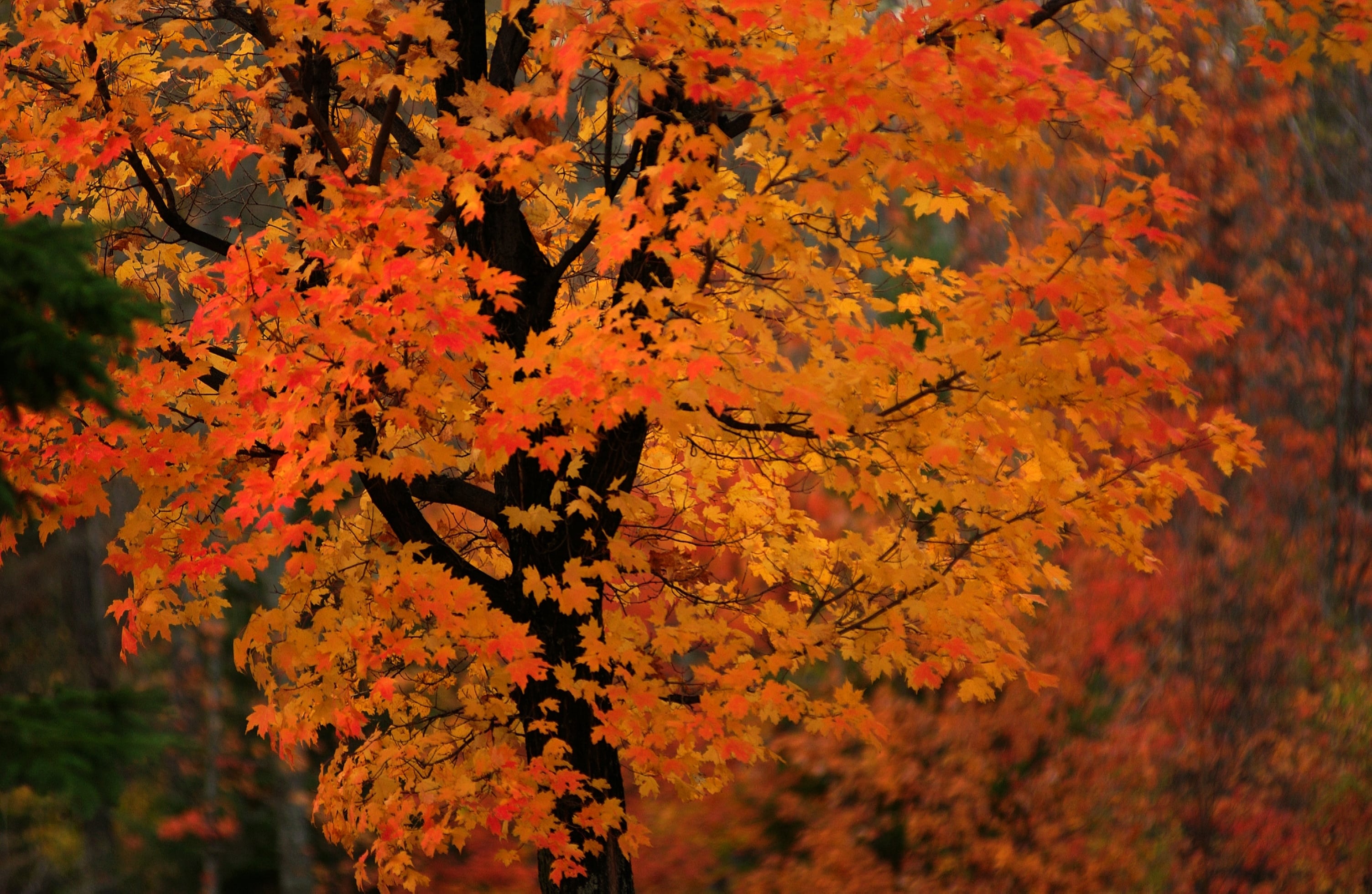 Map shows when fall colors peak across Michigan