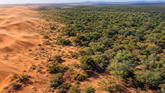 In Kenya, a tree planted to halt desertification has reportedly spread ...
