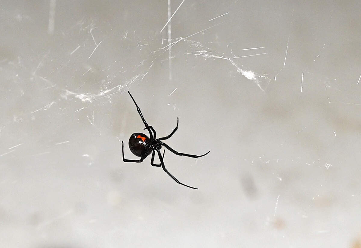 It's spider season in California. How to prevent home infestations, bites