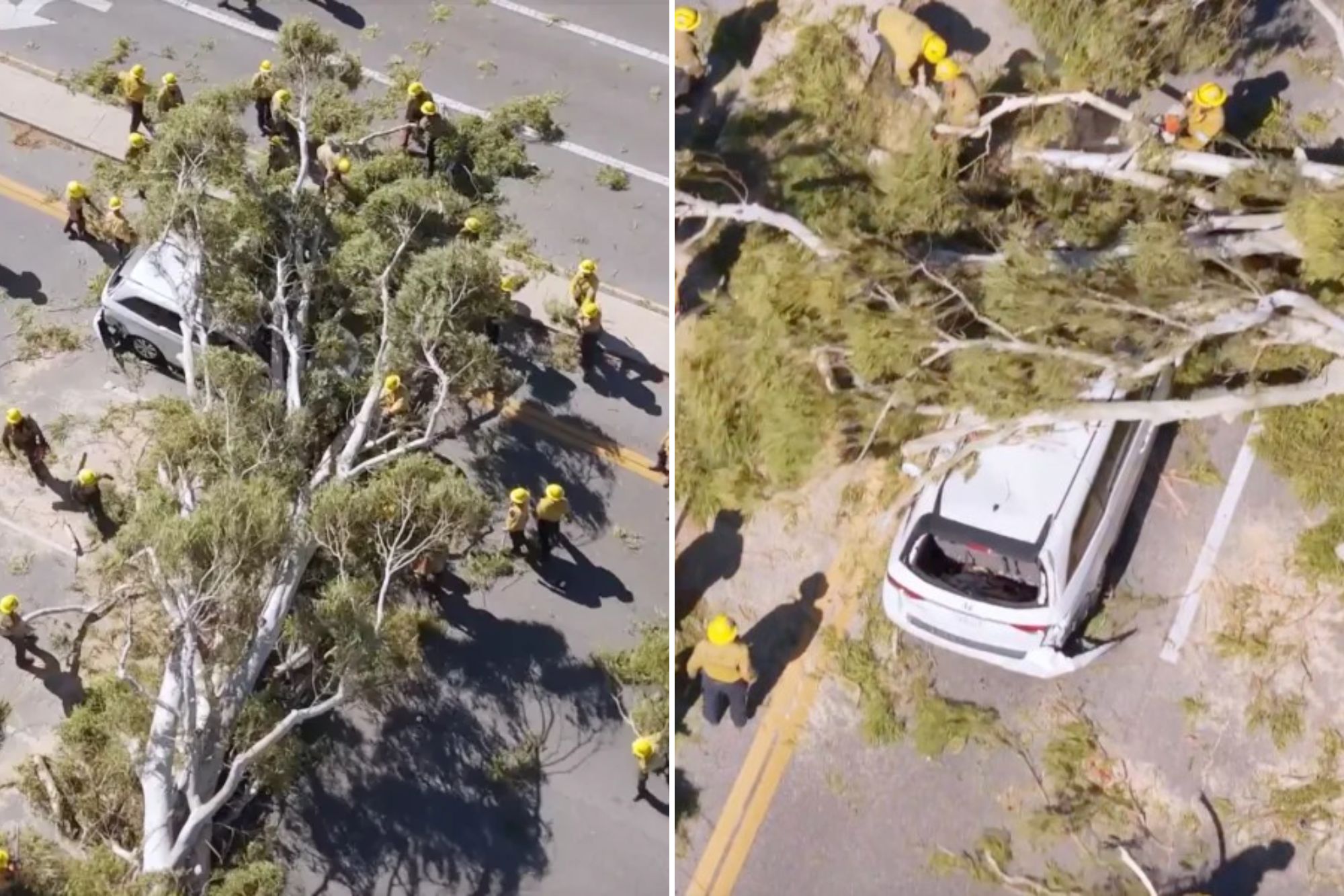 Massive tree comes crashing down on minivan along busy SoCal roadway
