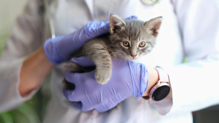 「腎不全は治せる時代へ？」話題の猫用AIM治療をやさしく解説【獣医師執筆】