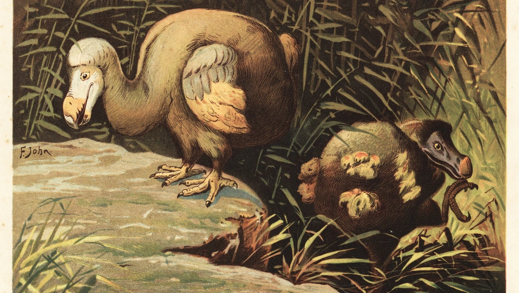 Nicobar pigeon key to AI-led dodo revival effort
