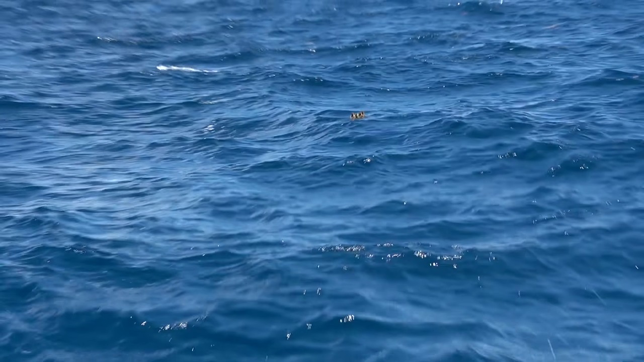 Four baby ducks trapped in the open ocean with a shark circling below ...