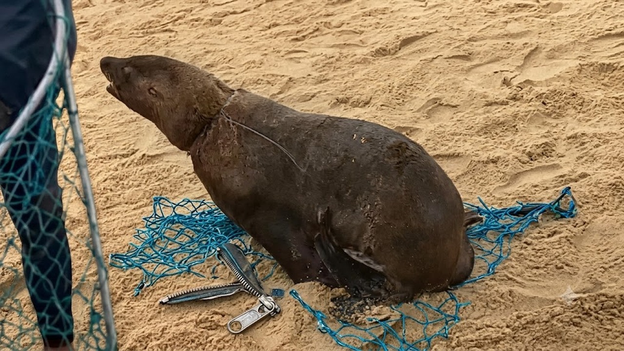 This poor bull seal was carrying a plastic tag for far too long