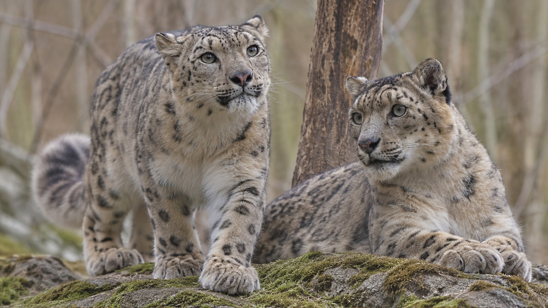Two snow leopards appeared together at a rocky resting site