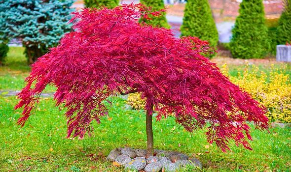 Ditch Japanese maples for spectacular red tree that looks prettier all ...