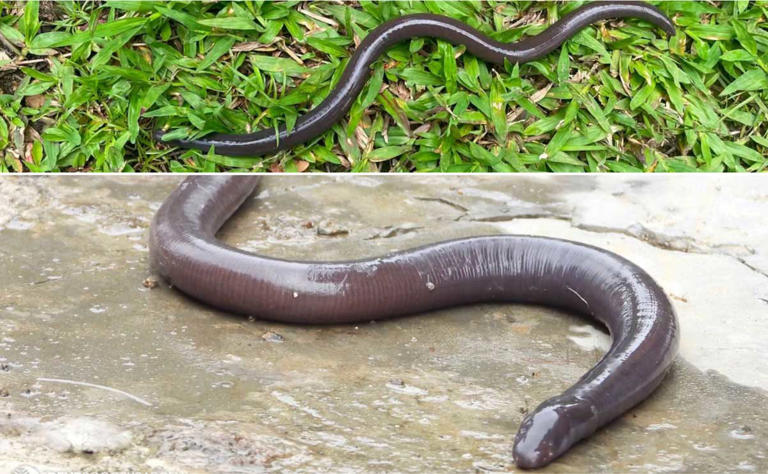 Rare, threatened amphibian spotted in Mount Apo